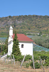 Fototapeta na wymiar w słynnym regionie winiarskim w Badacsony Balaton