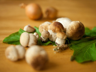 grzyby prawdziwek prawdziwki borowik szlachetny grzyb