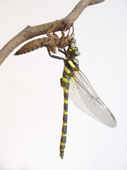 an emerging dragonfly (anotogaster kuchenbeiseri)
