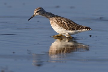 Piro piro boschereccio