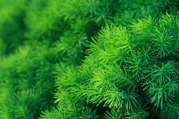 Conifer tree background