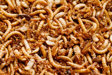 mealworms