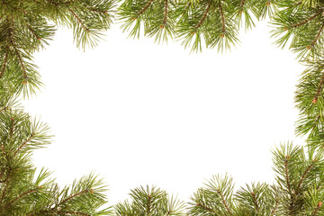 Border, frame from christmas tree branches
