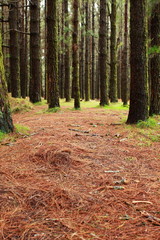 Forest in La Esperanza, Tenerife, Canary Islands, Spain