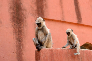 Hanumar Langur sitting on building.
