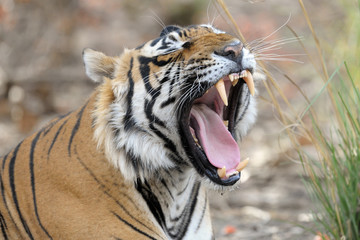 Bengal Tiger yawning.
