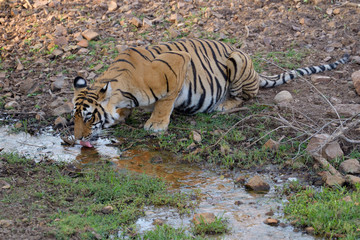 Drinking Bengal Tiger.