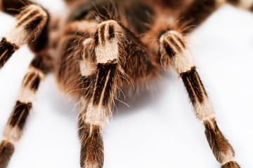 beautiful spider (detail)