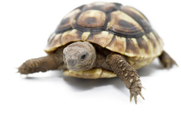 Young turtle on a white background