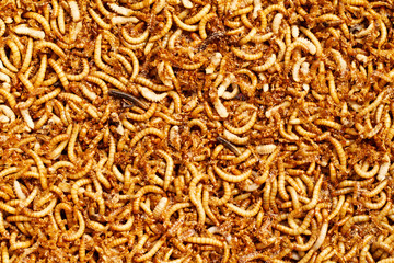 mealworms