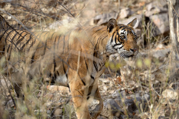 Fototapeta premium Bengal Tiger walking in dry forest.