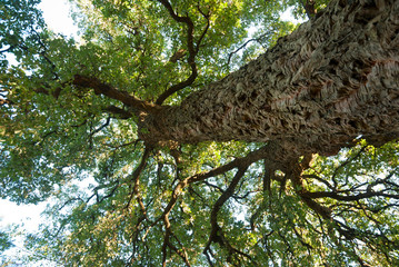 Cork oak tree, Quercos Suber