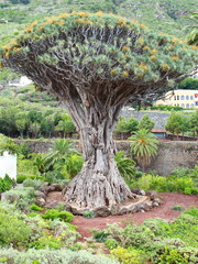 Naklejka premium Millennial Drago tree at Icod de los Vinos,Tenerife Island,Spain