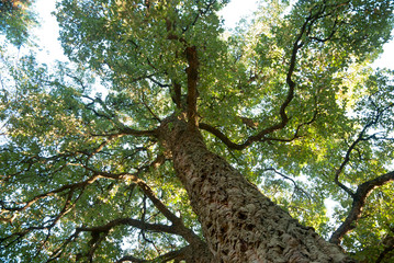 Fototapeta premium Cork oak tree, Quercos Suber