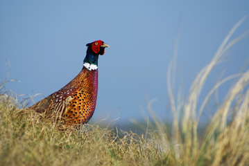 Pheasant
