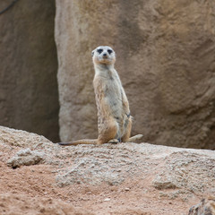 A Meerkat Standing Upright And Looking Alert