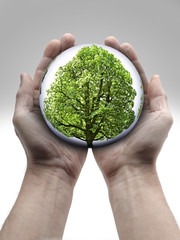 a Tree in human hands on white background