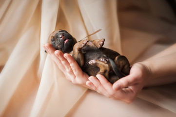cute newborn puppy in the hands