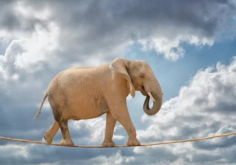 Fotobehang Elephant Walking On Rope © Krakenimages.com