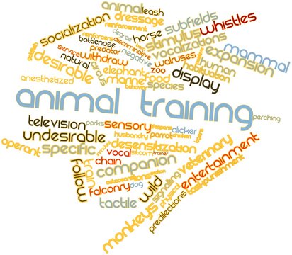 Word cloud for Animal training