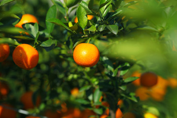 Mandarine or satsuma growing in the bush in the orchard