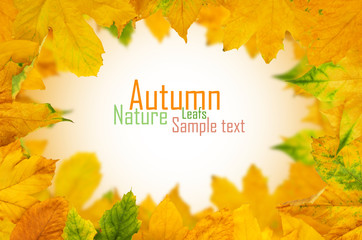 Autumn Maple Leafs