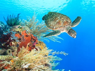 Schildkröte und Koralle © Olga Khoroshunova