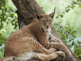 Lynx