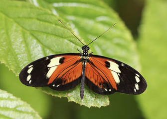 Fototapeta na wymiar Orange i Black Butterfly Rain Forest