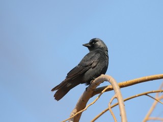 Jackdaw (Corvus monedula) sits on a branch of willow.