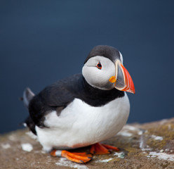 Puffin