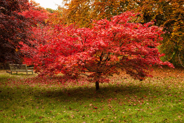 Fototapeta na wymiar Bodnant garden in Autumn 