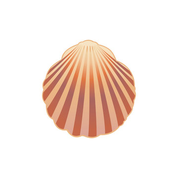 Seashell. Vector illustration eps.10.
