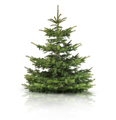 Tannenbaum