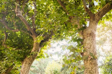 Beautiful trees in sunlight