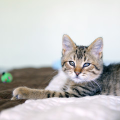 Fototapeta na wymiar Małe Tabby Cat in Bedroom
