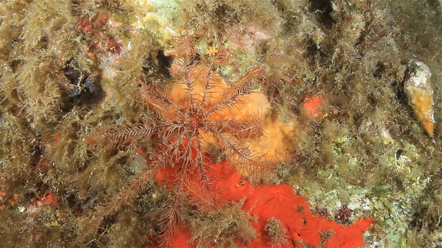 Feather  Starfish (Crinoid) on a red sponge, try to eat Plankton