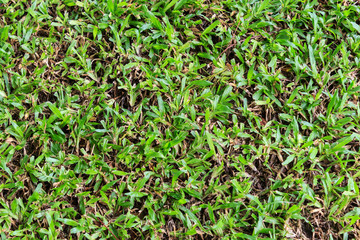 Green Grass