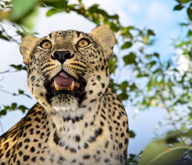 Fototapeta premium Леопард