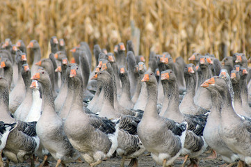 élevage d'oies en plein air  # 33