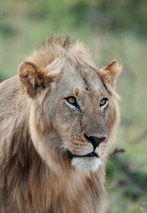 Fototapeta na wymiar Mężczyzna African Lion w Masai Mara National Park, Kenia