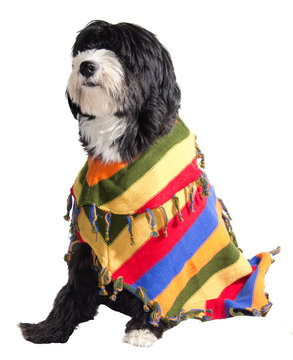 Poncho Dog