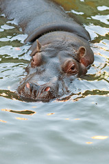 Fototapeta premium hippopotamus