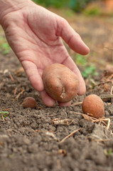 Hand picking potato