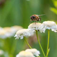 Feverfew Feeder