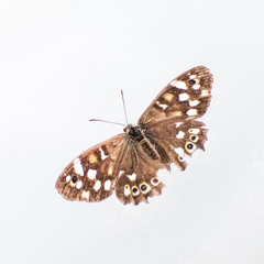 A badly damaged speckled wood butterfly.