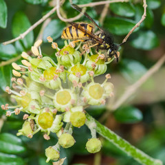 Wasp On Ivy