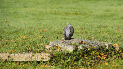 Cemetery Pigeon