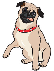 pug dog