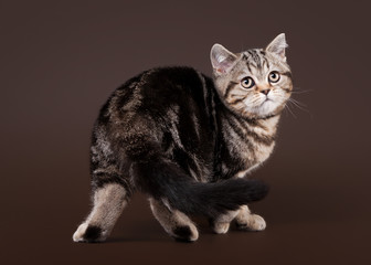 small black marble british kitten on dark brown background